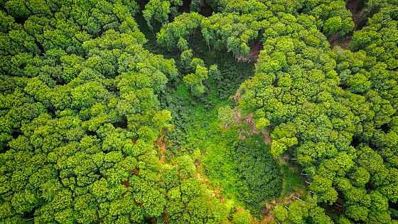 La “narco-deforestazione” ostacola la tutela delle foreste